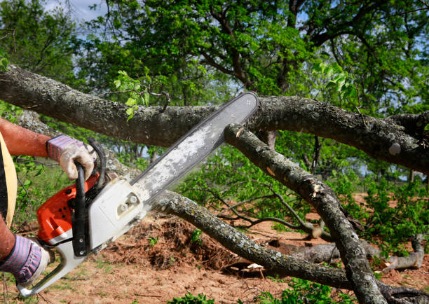 Best Firewood Processing and Delivery  in Fairbury, NE